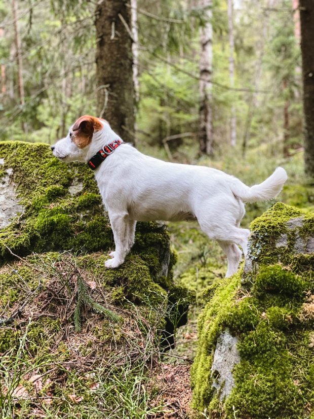 OBOJEK POLAR NIGHT - Velikost obojku: 30 - 45