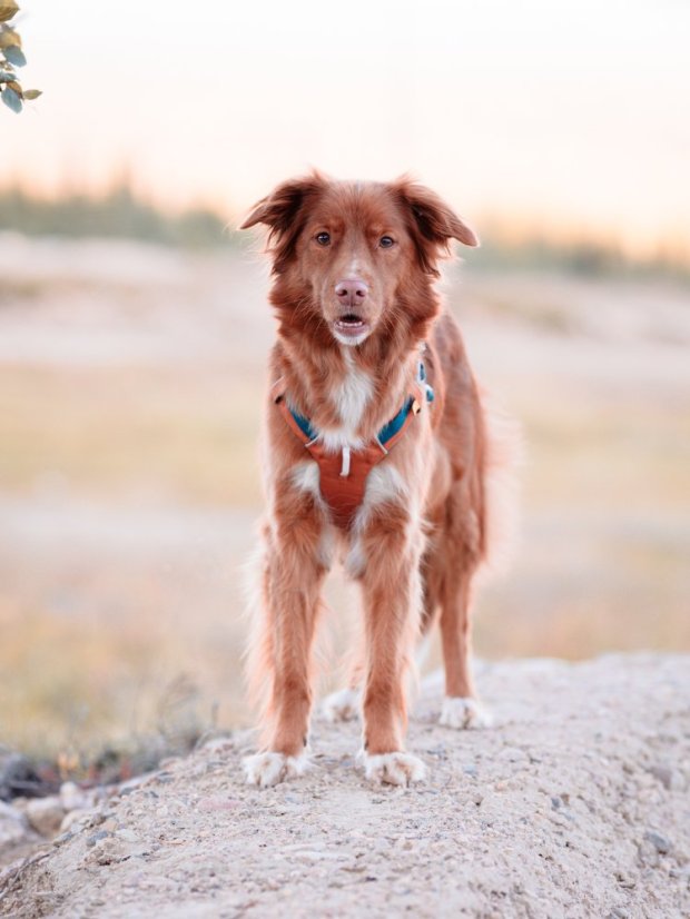 POSTROJ TERRACOTTA MIX - Vyberte velikost: S