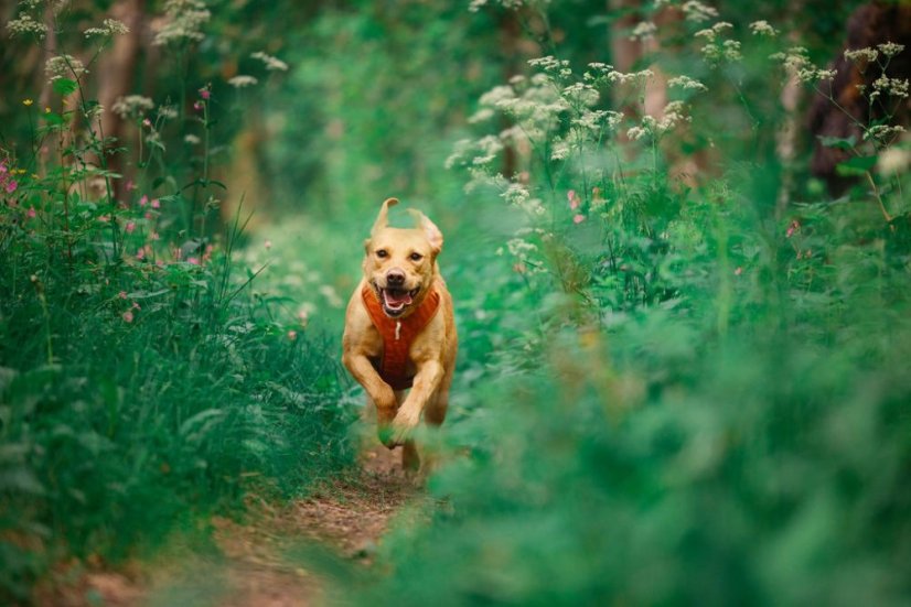 POSTROJ TERRACOTTA RIPPLE 8