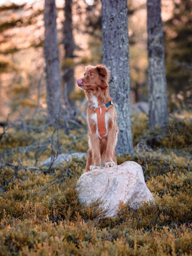 POSTROJ TERRACOTTA MIX - Vyberte velikost: S