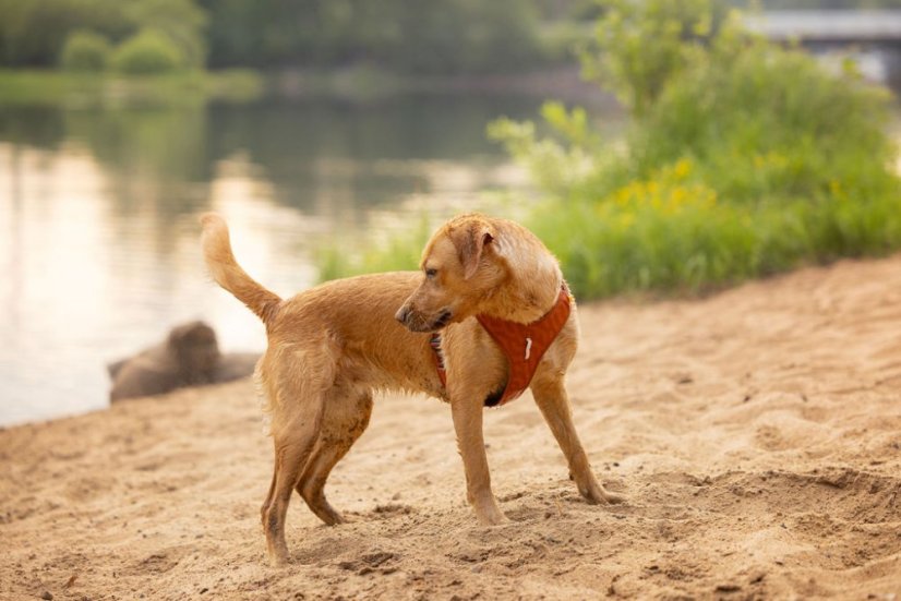POSTROJ TERRACOTTA RIPPLE 6