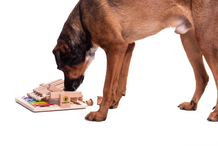 HLAVOLAM PIANO MY INTELLIGENT PETS - OBTÍŽNOST 4