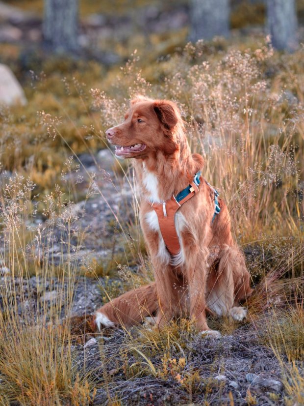 POSTROJ TERRACOTTA MIX - Vyberte velikost: S