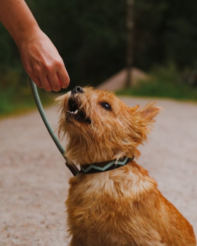 OBOJEK EUCALYPTUS - Velikost obojku: 25 - 35