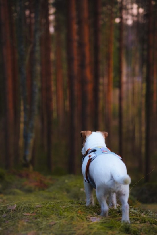 POSTROJ GLACIER GREEN MIX 7