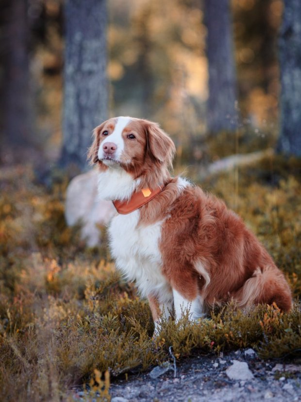 OBOJEK TERRACOTTA MIX - Velikost obojku: M