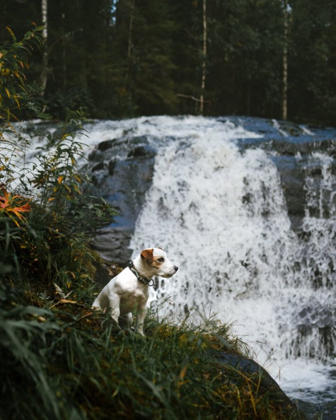 OBOJEK EUCALYPTUS - Velikost obojku: 25 - 35