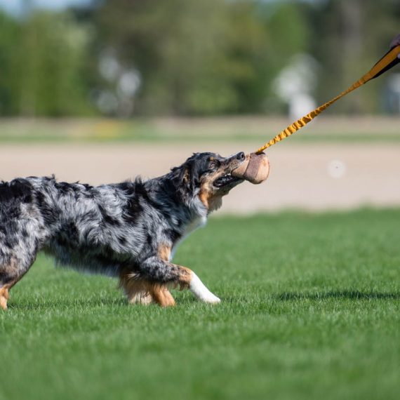 BUNGEE CHEEWIE - Barva: Růžová/černá