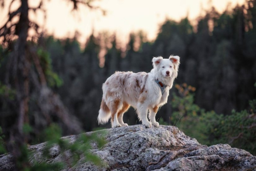 POSTROJ GLACIER GREEN MIX 11