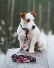 VODÍTKO WILD ROSE 2