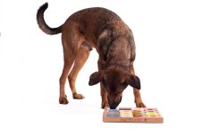 SUDOKU MY INTELLIGENT DOGS MEDIUM GENIE BAREVNÉ - OBTÍŽNOST 4