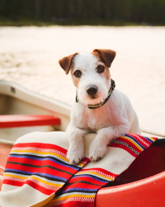 OBOJEK EUCALYPTUS - Velikost obojku: 25 - 35