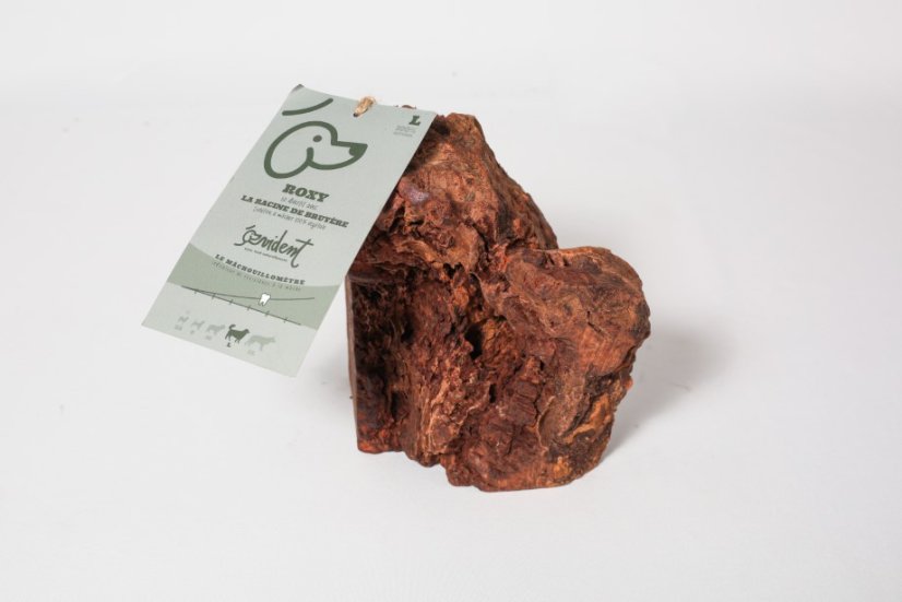 KOŘEN STROMU - Varianta:: S