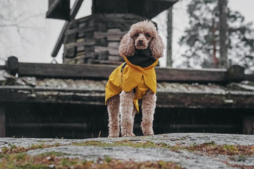 Žlutá pláštěnka pro psa PAIKKA 9