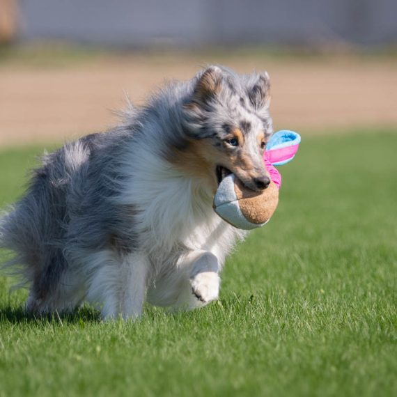 BUNGEE CHEEWIE - Barva: Růžová/černá