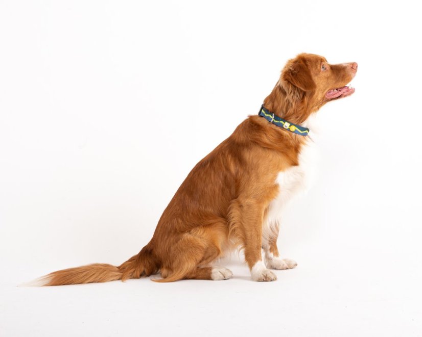 OBOJEK HORIZON - Velikost obojku: 30 - 45