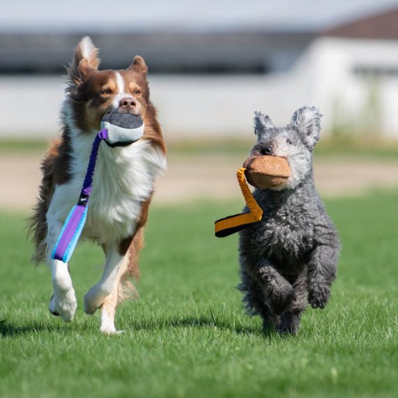 BUNGEE CHEEWIE - Barva: Růžová/černá