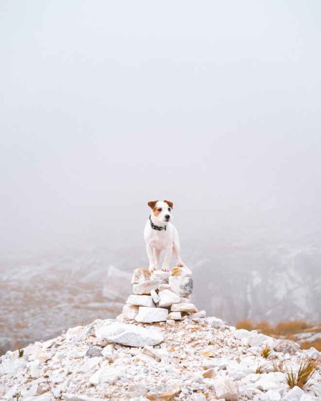 OBOJEK EUCALYPTUS - Velikost obojku: 25 - 35