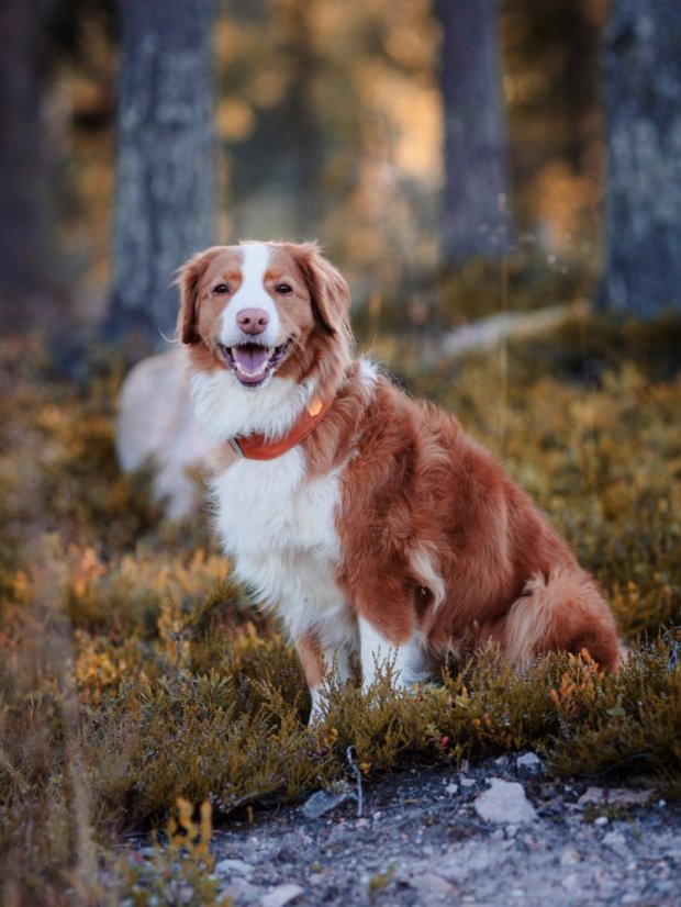 OBOJEK TERRACOTTA MIX - Velikost obojku: M