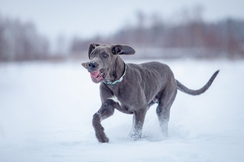 OBOJEK EUCALYPTUS - Velikost obojku: 25 - 35