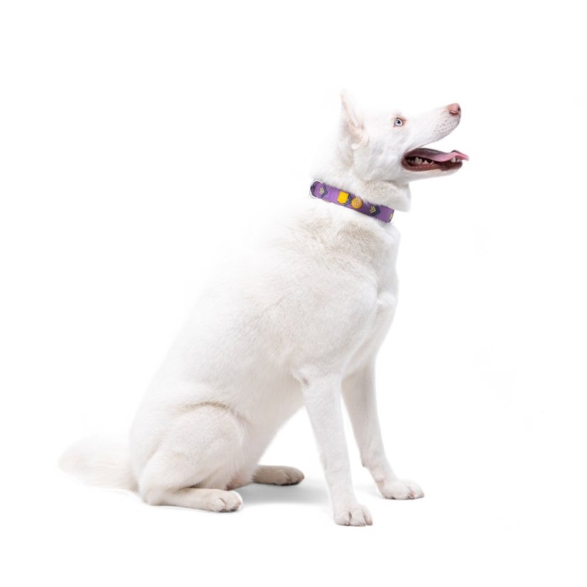 OBOJEK NORTHERN LIGHTS - Velikost obojku: M