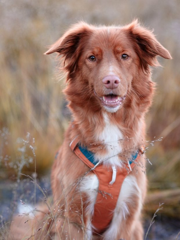 POSTROJ TERRACOTTA MIX - Vyberte velikost: S