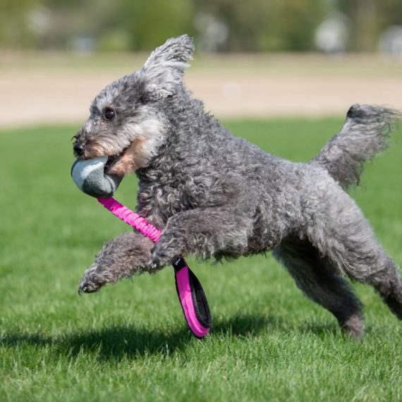 BUNGEE CHEEWIE - Barva: Růžová/černá