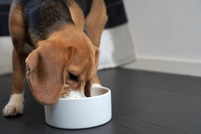 PAIKKA chladící miska šedá