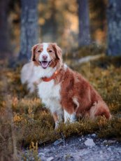 OBOJEK TERRACOTTA MIX