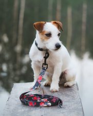 VODÍTKO WILD ROSE 2