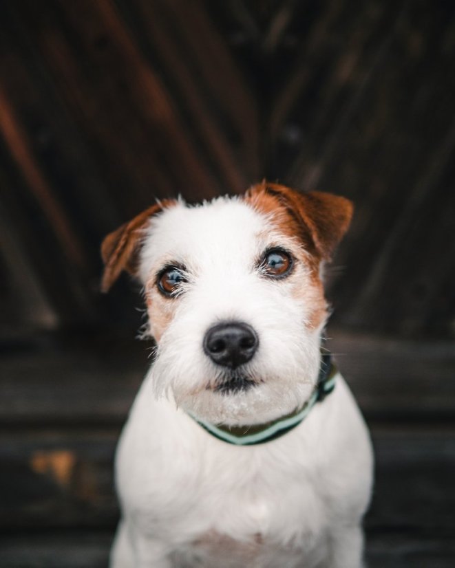 OBOJEK EUCALYPTUS - Velikost obojku: 25 - 35