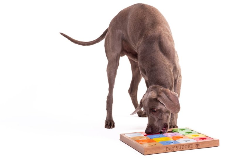 SUDOKU MY INTELLIGENT DOGS MEDIUM GENIE BAREVNÉ - OBTÍŽNOST 4