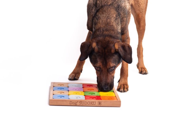 SUDOKU MY INTELLIGENT DOGS MEDIUM GENIE BAREVNÉ - OBTÍŽNOST 4