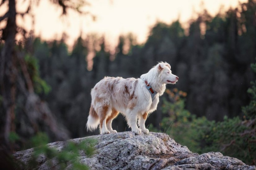 POSTROJ GLACIER GREEN MIX 6