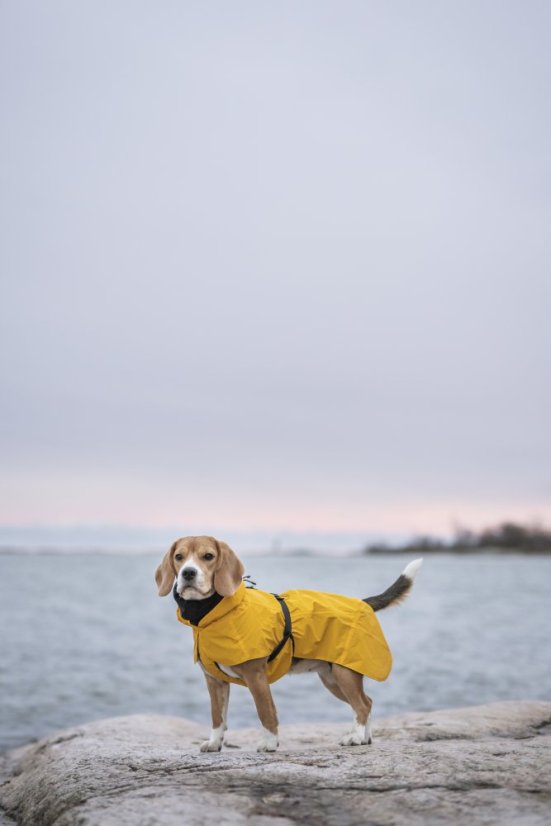 Žlutá pláštěnka pro psa PAIKKA 12