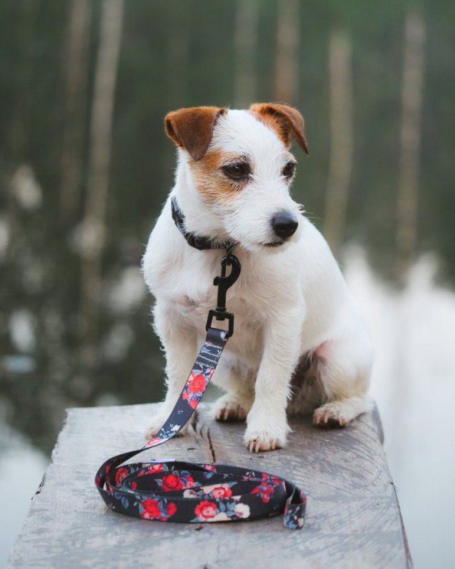 VODÍTKO WILD ROSE 2