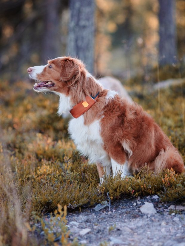 OBOJEK TERRACOTTA MIX - Velikost obojku: M