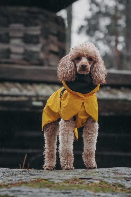 Žlutá pláštěnka pro psa PAIKKA 11