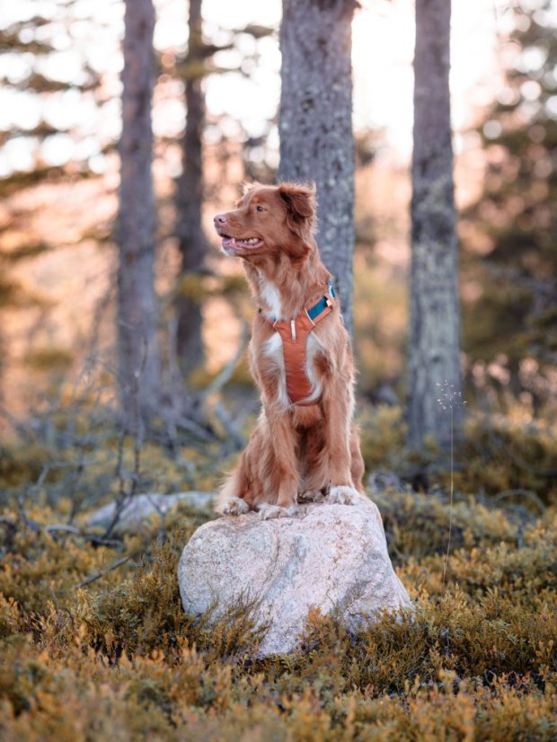 POSTROJ TERRACOTTA MIX - Vyberte velikost: S