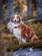 OBOJEK TERRACOTTA MIX