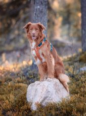 POSTROJ TERRACOTTA MIX