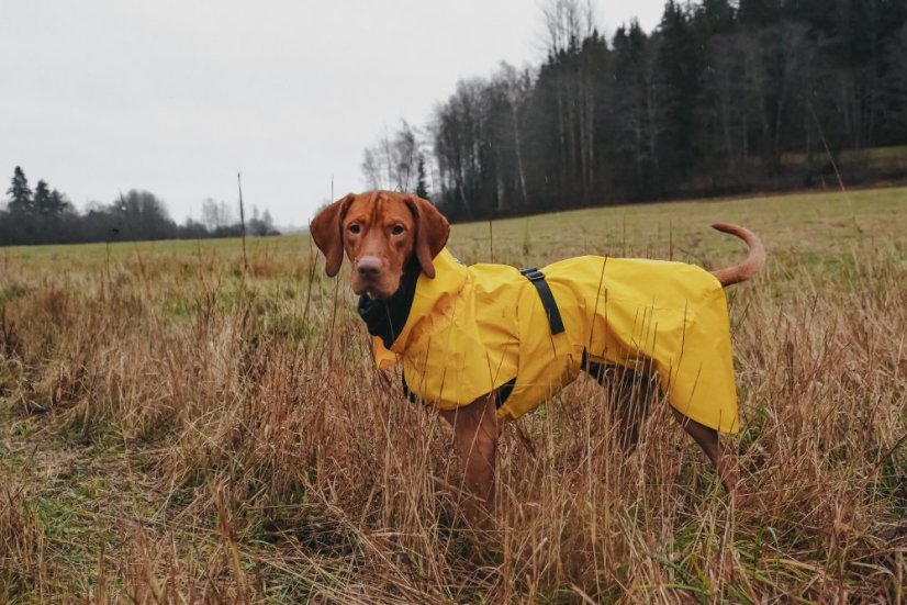 Žlutá pláštěnka pro psa PAIKKA 2