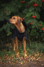 REGENERAČNÍ SOFTSHELLOVÝ OBLEČEK PAIKKA