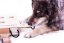 HLAVOLAM IPET SMART DOG MY INTELLIGENT DOGS - OBTÍŽNOST 3