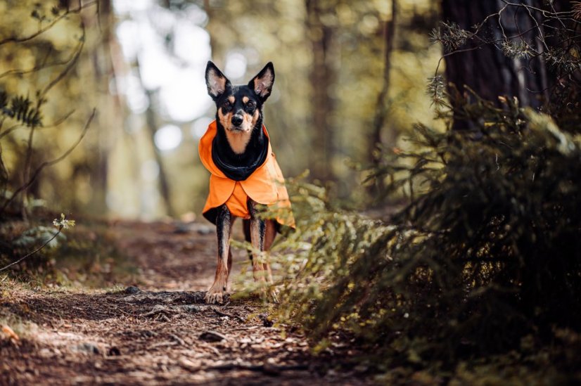 REGENERAČNÍ  REFLEXNÍ PLÁŠTĚNKA PAIKKA ORANŽOVÁ - Velikost: 55