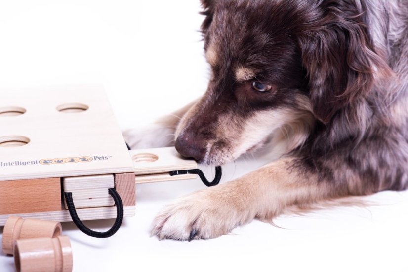 HLAVOLAM IPET SMART DOG MY INTELLIGENT DOGS - OBTÍŽNOST 3